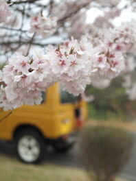 春になりました